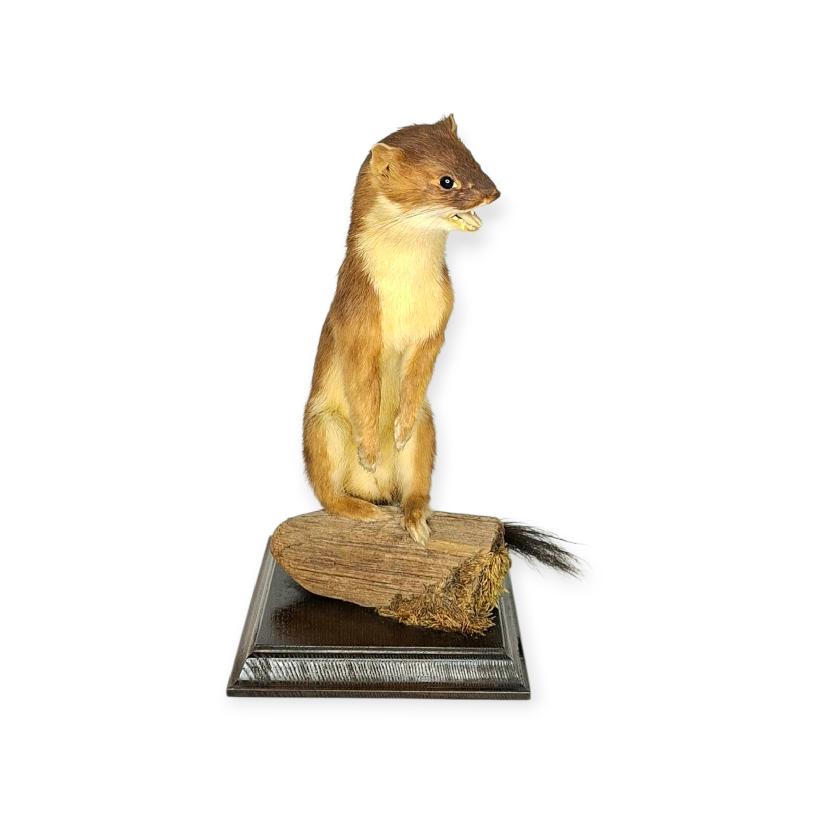 SOLD - Taxidermy Stoat. Log no 200. - Image 3