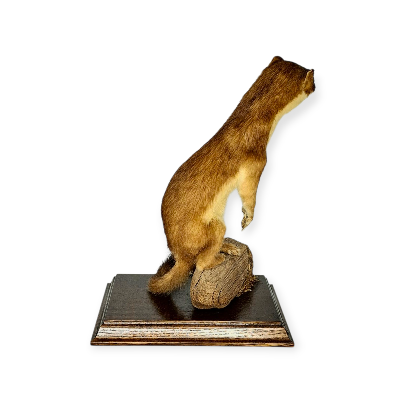 SOLD - Taxidermy Stoat. Log no 200. - Image 4