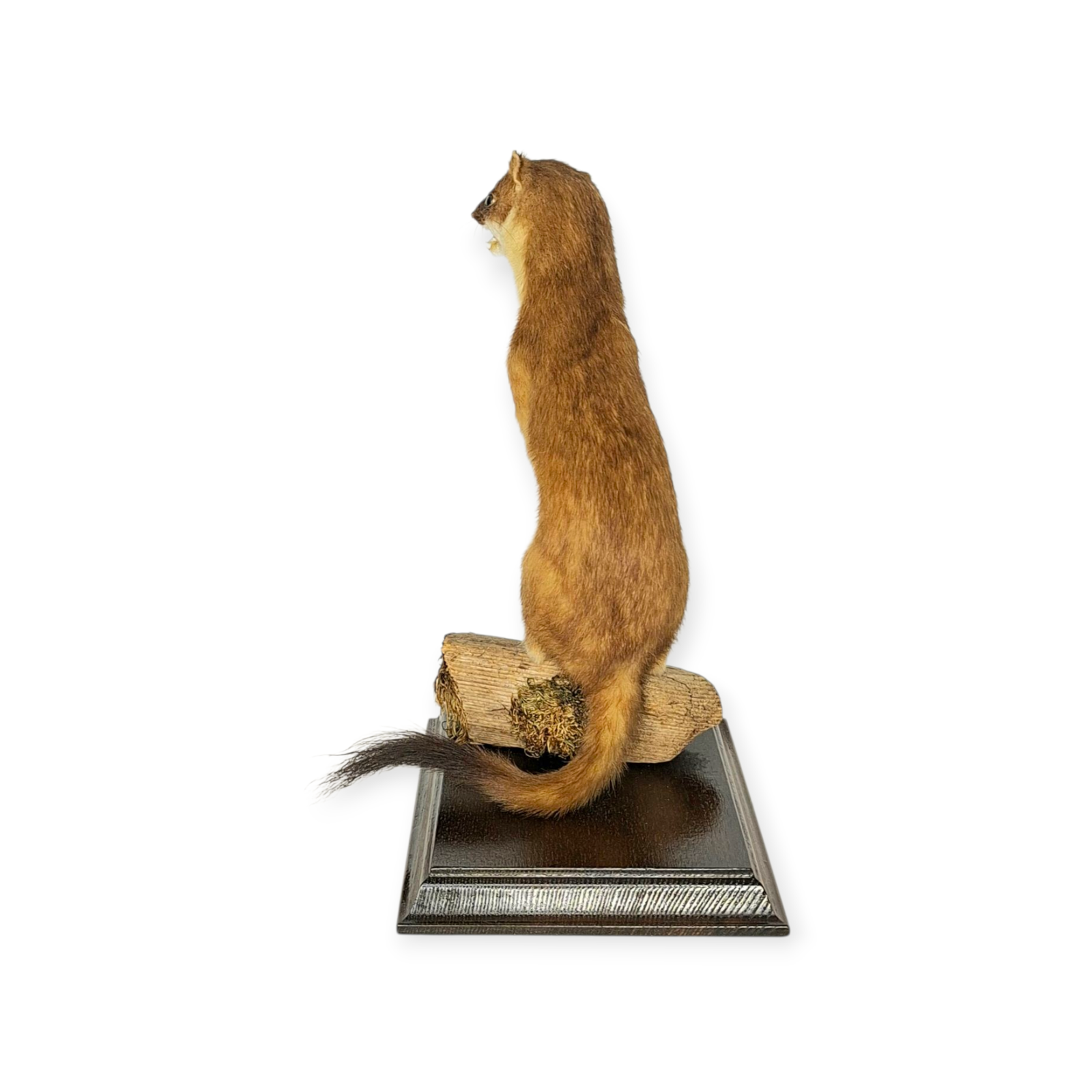SOLD - Taxidermy Stoat. Log no 200. - Image 5