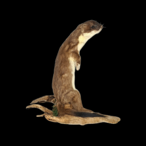 SOLD - Taxidermy Stoat. Log no 205.