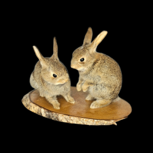 SOLD - Taxidermy Two Young Rabbits. Log no 202.