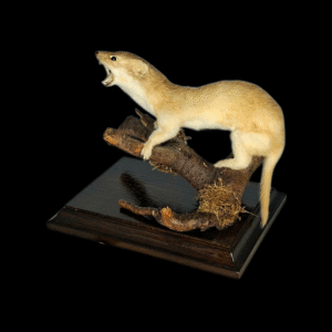 SOLD - Taxidermy Weasel. Log no 203.