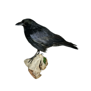 SOLD - Taxidermy Carrion Crow. Log no 227a.