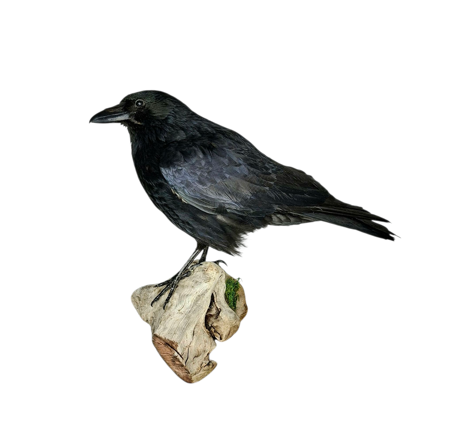 SOLD - Taxidermy Carrion Crow. Log no 227a.