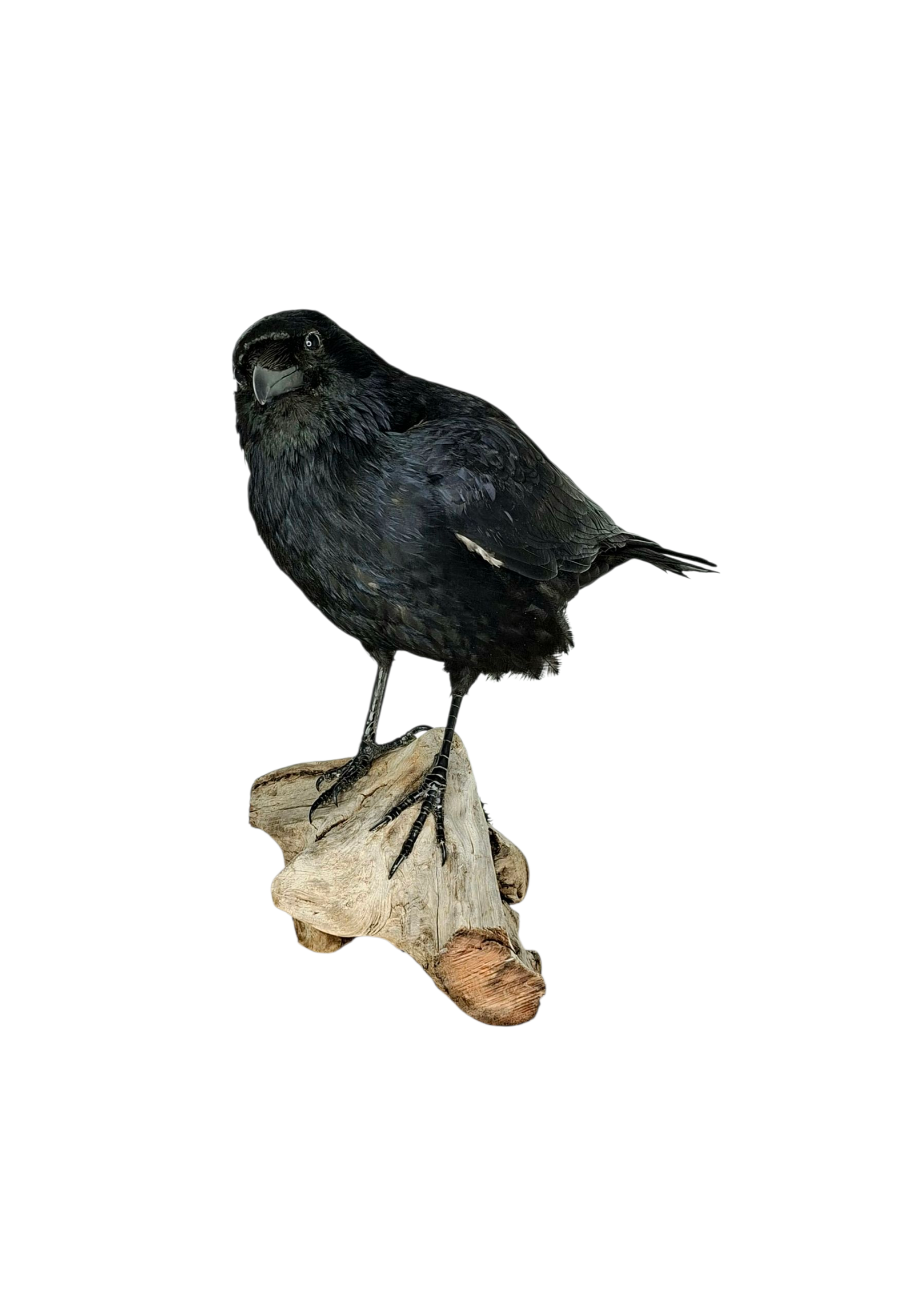 SOLD - Taxidermy Carrion Crow. Log no 227a. - Image 2