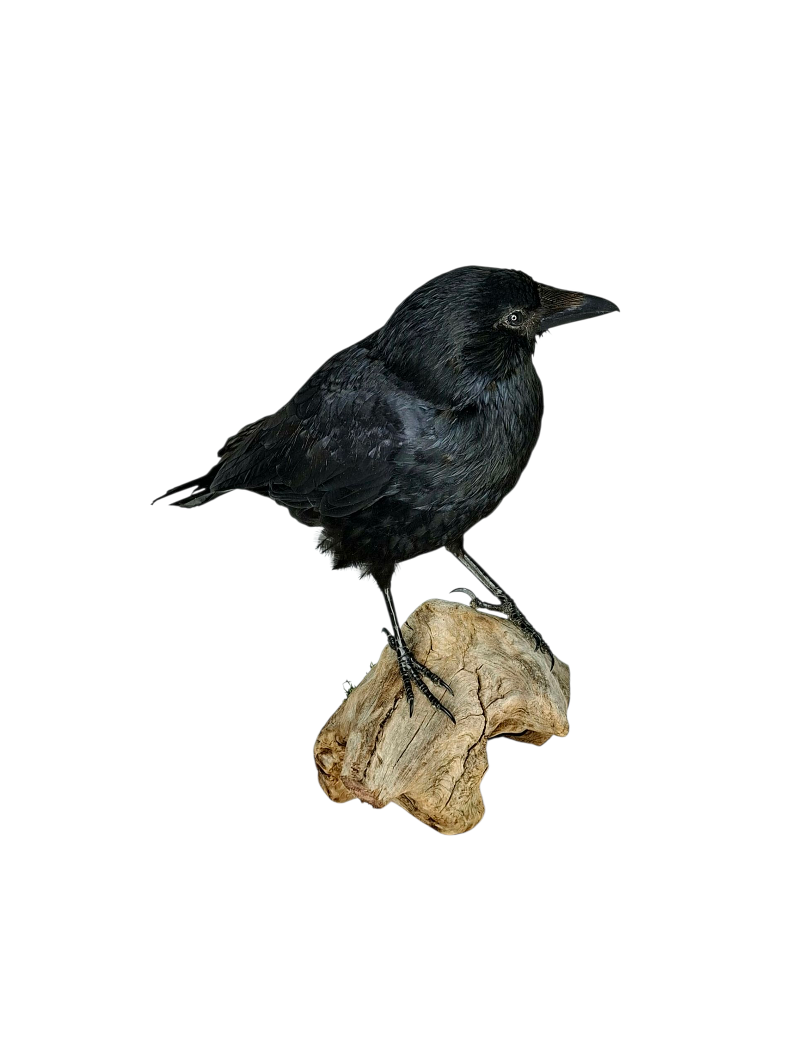 SOLD - Taxidermy Carrion Crow. Log no 227a. - Image 3