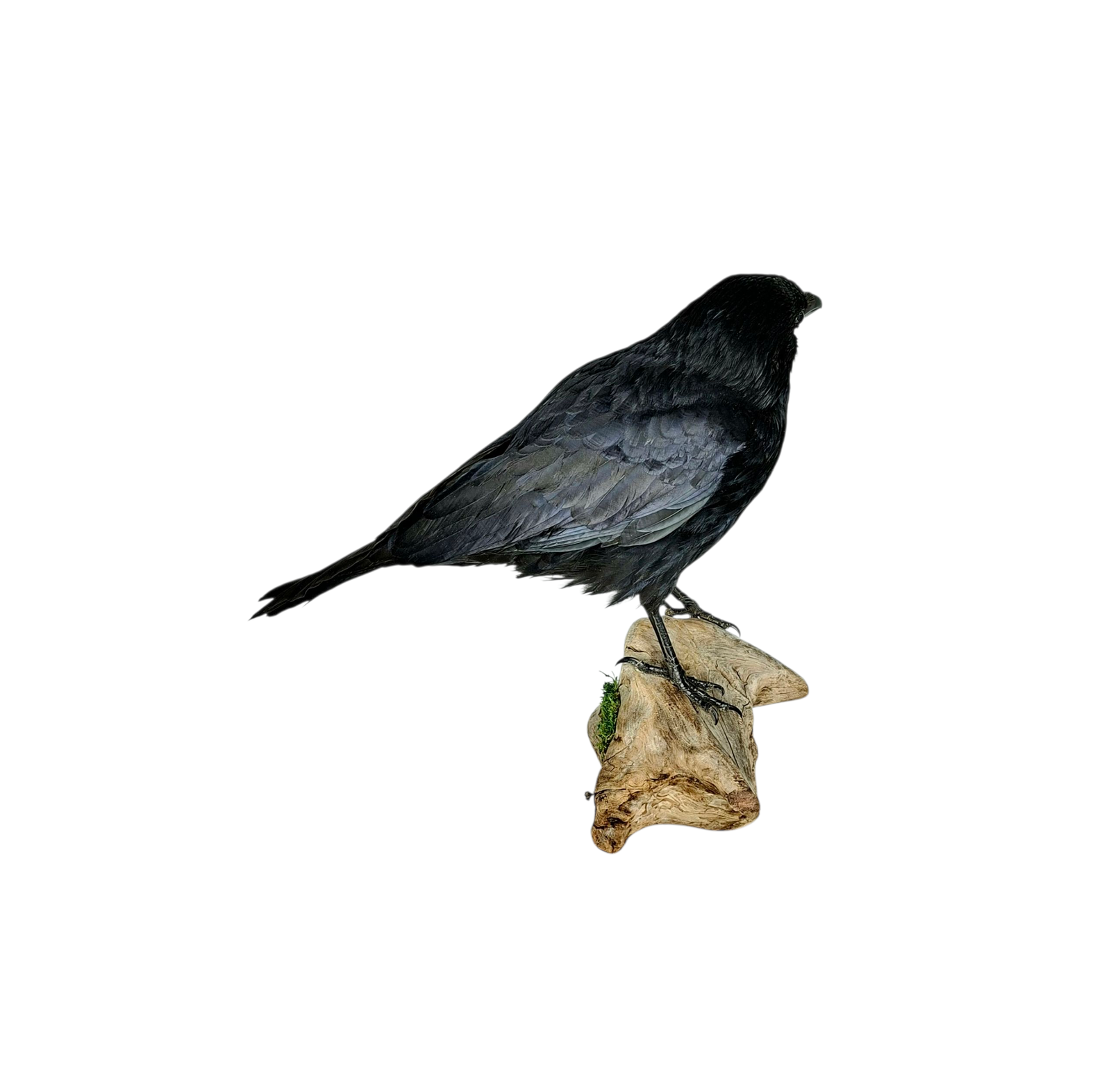 SOLD - Taxidermy Carrion Crow. Log no 227a. - Image 4