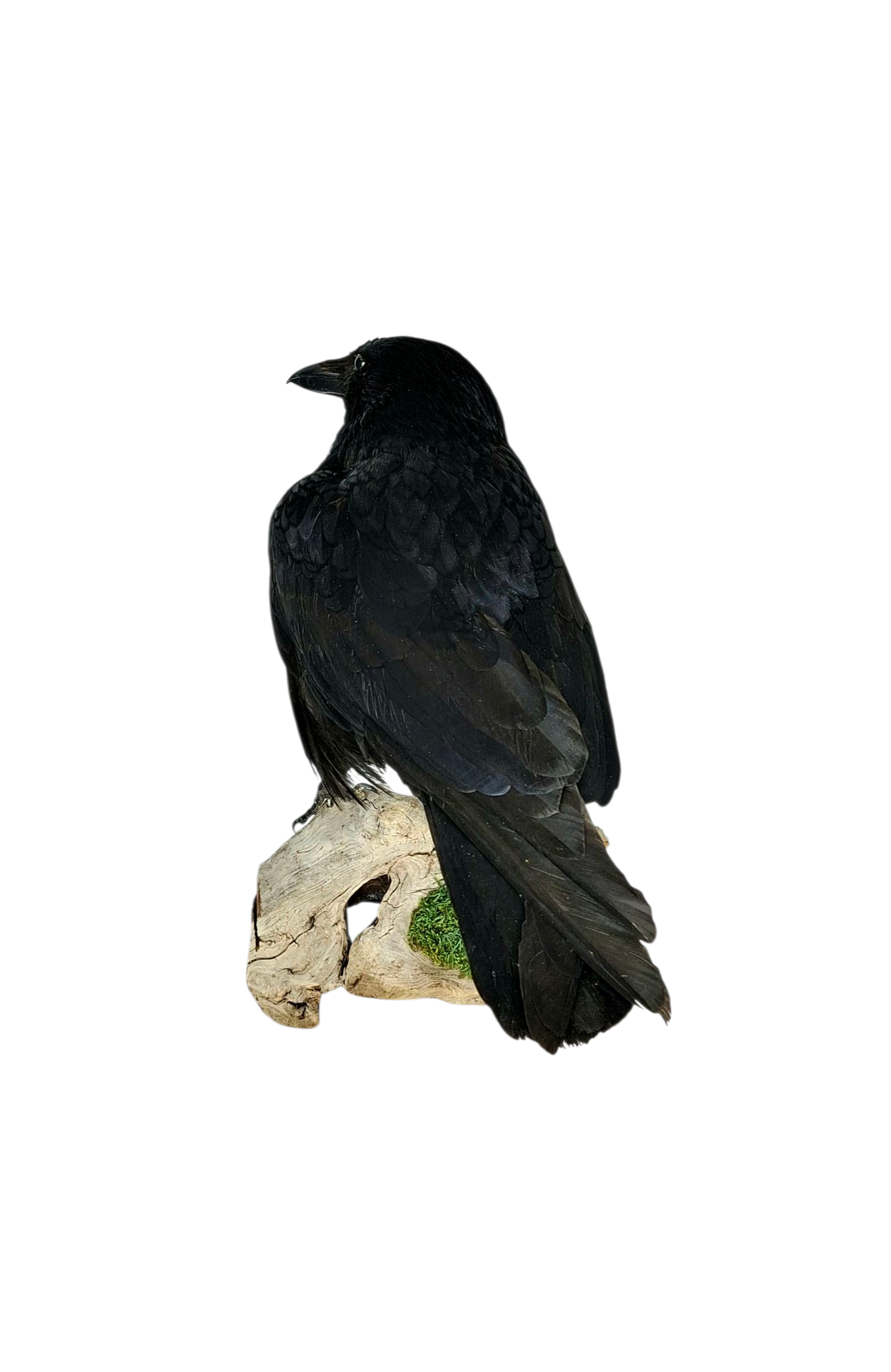 SOLD - Taxidermy Carrion Crow. Log no 227a. - Image 5