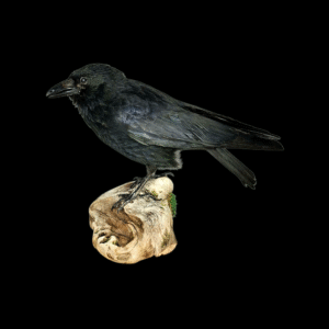 SOLD - Taxidermy Carrion Crow. Log no 614a.