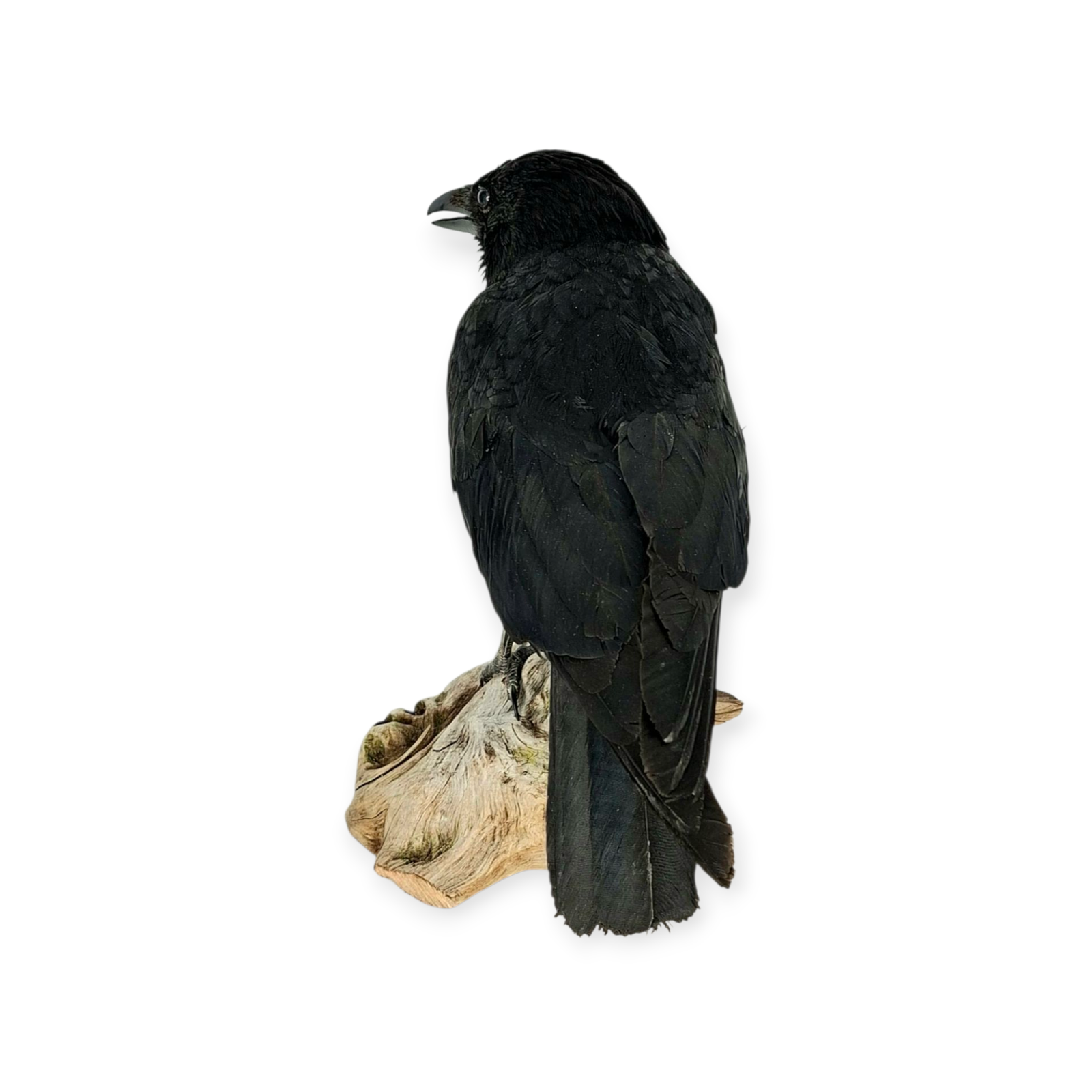 SOLD - Taxidermy Carrion Crow. Log no 614a. - Image 5
