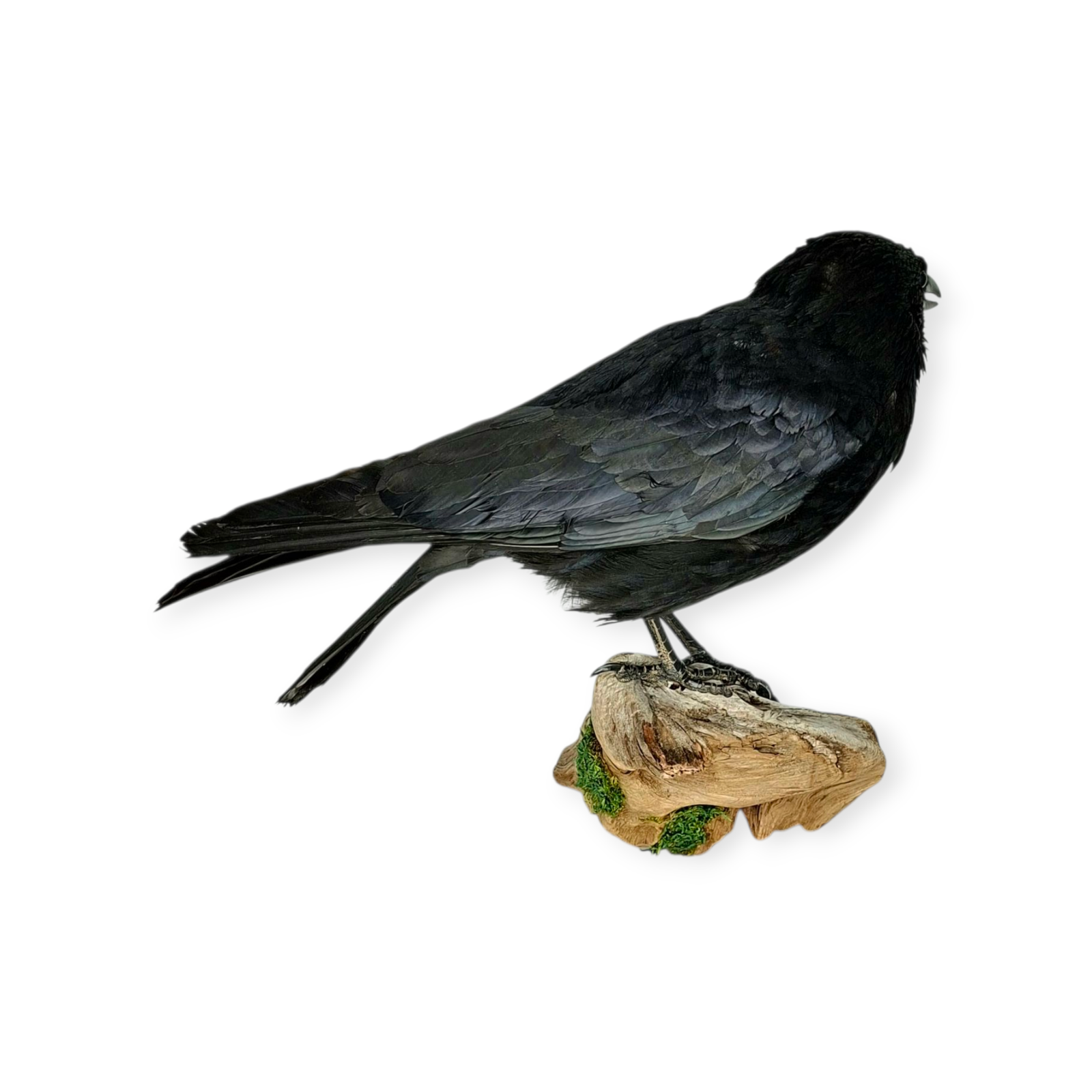 SOLD - Taxidermy Carrion Crow. Log no 614a. - Image 4