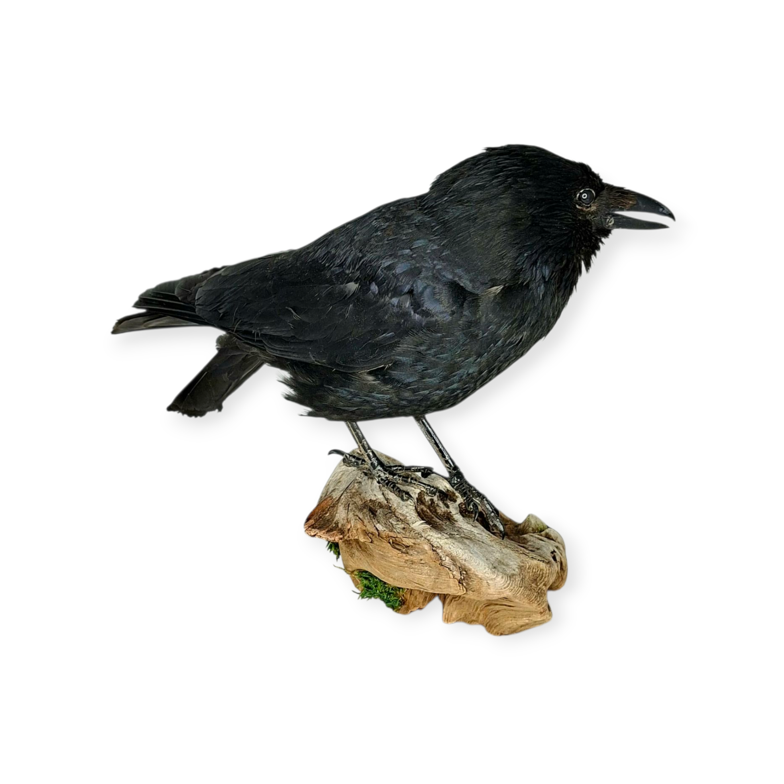SOLD - Taxidermy Carrion Crow. Log no 614a. - Image 3