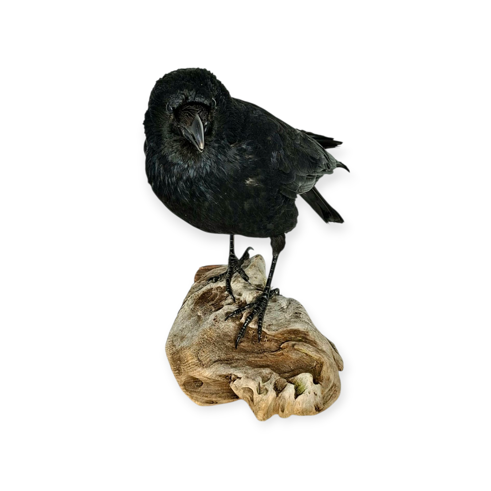 SOLD - Taxidermy Carrion Crow. Log no 614a. - Image 2
