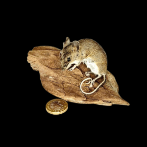 Taxidermy Field Mouse. Log no 223.