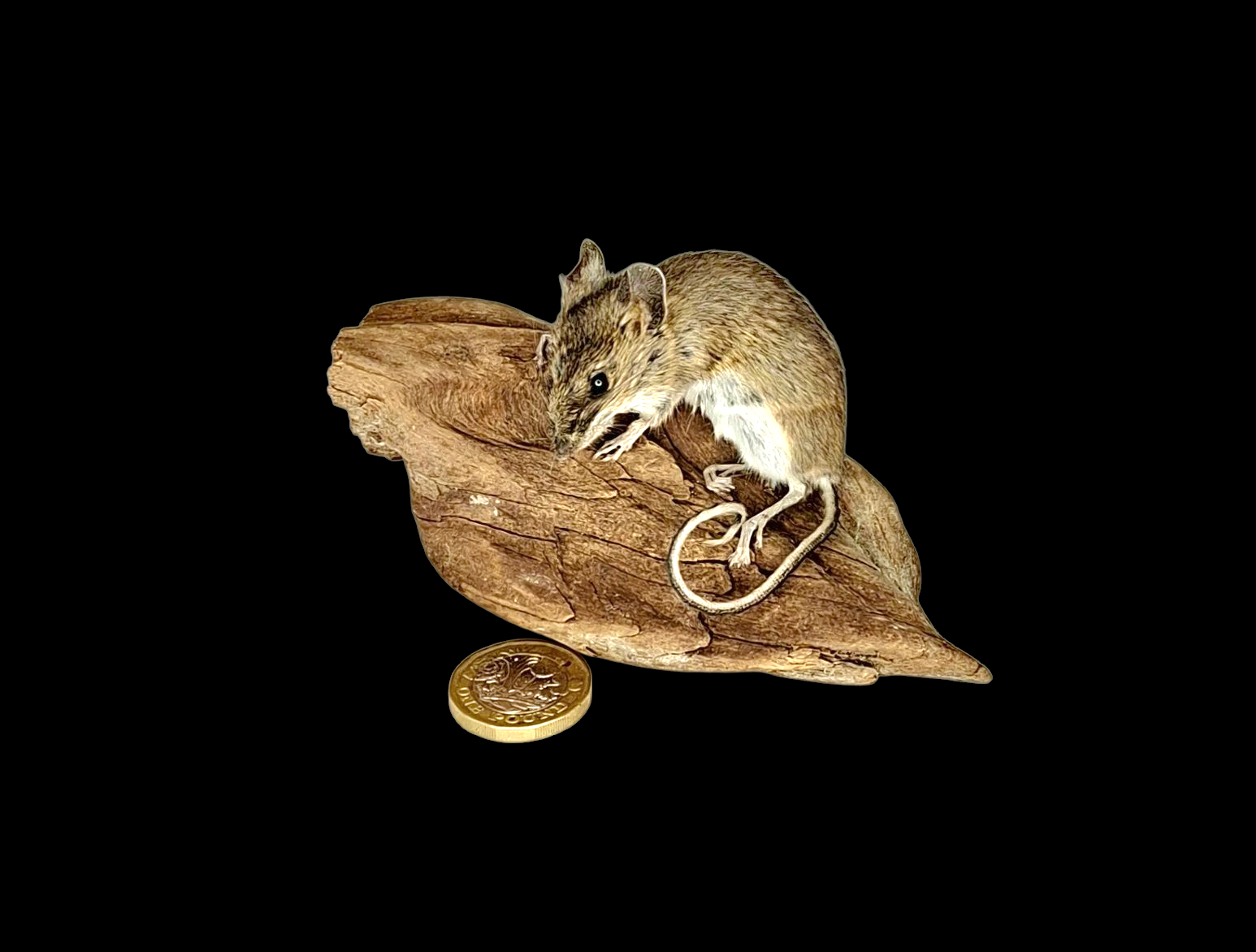Taxidermy Field Mouse. Log no 223.