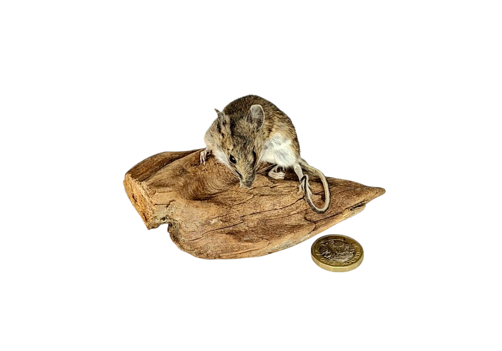Taxidermy Field Mouse. Log no 223. - Image 2