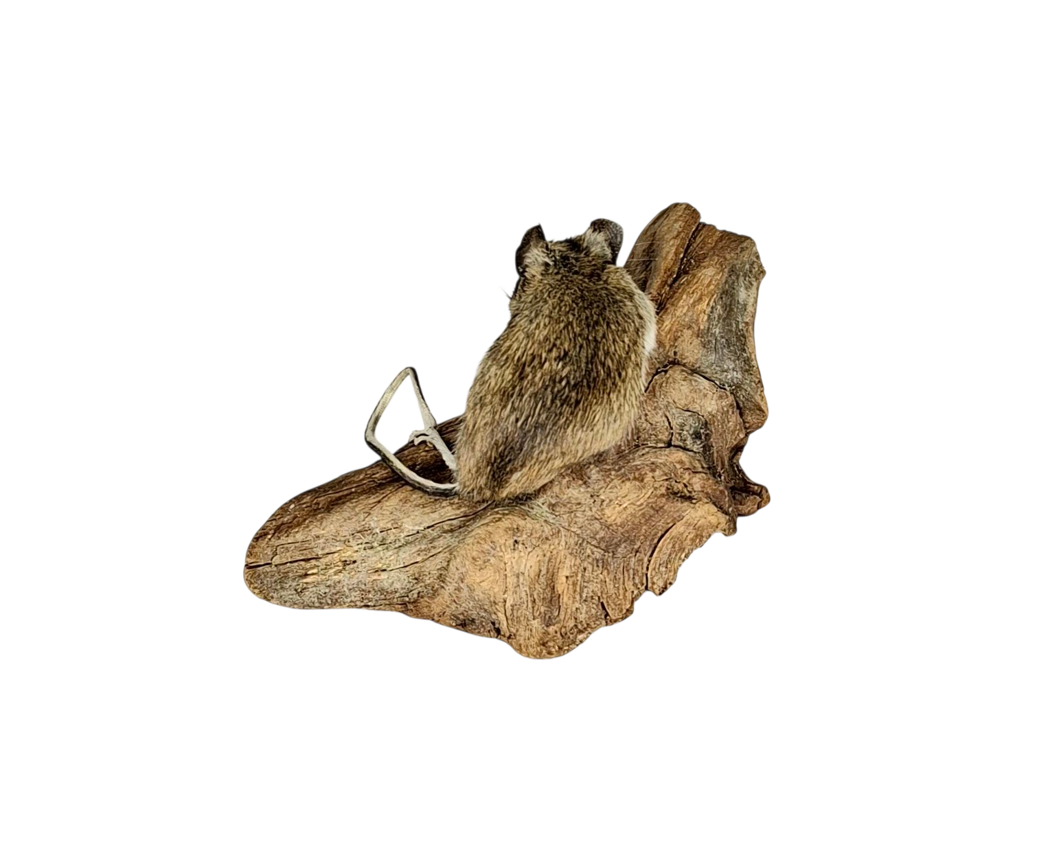 Taxidermy Field Mouse. Log no 223. - Image 4