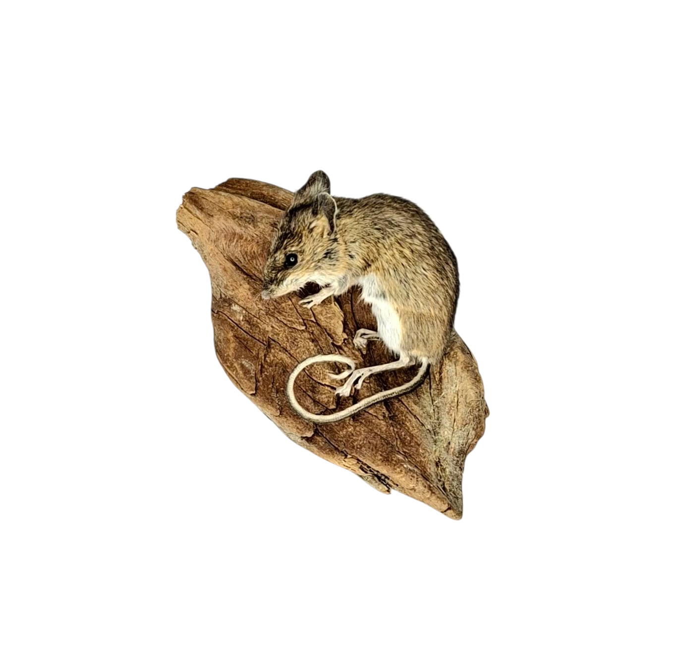 Taxidermy Field Mouse. Log no 223. - Image 5