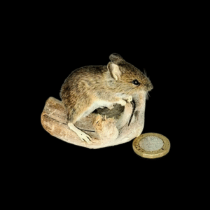SOLD - Taxidermy Field Mouse. Log no 224.