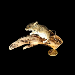 Taxidermy Field Mouse. Log no 225.