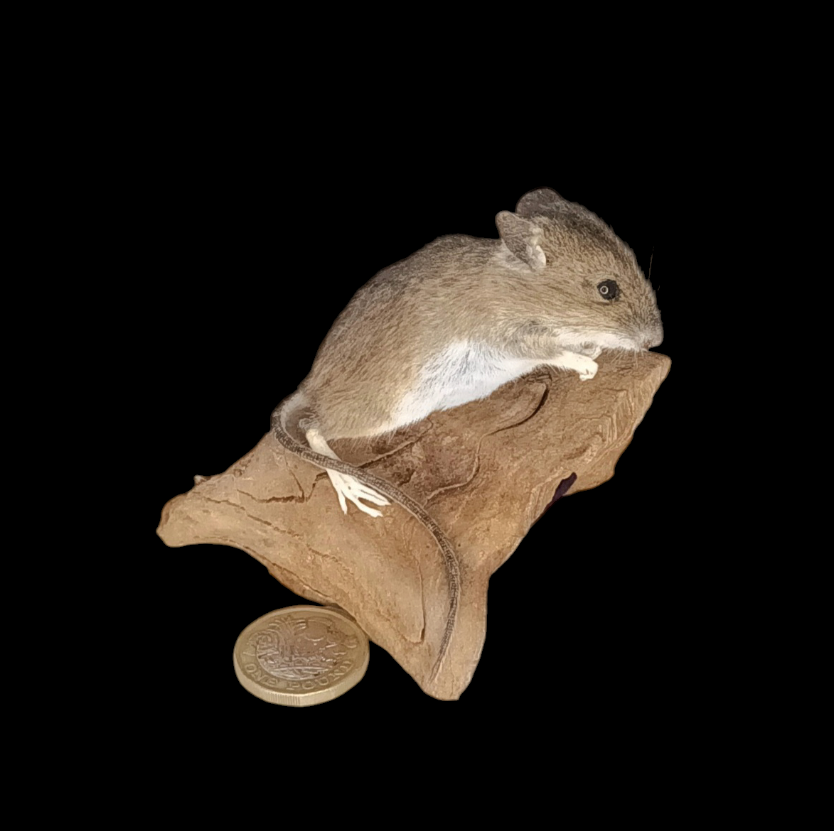 Taxidermy Field Mouse. Log no 70.