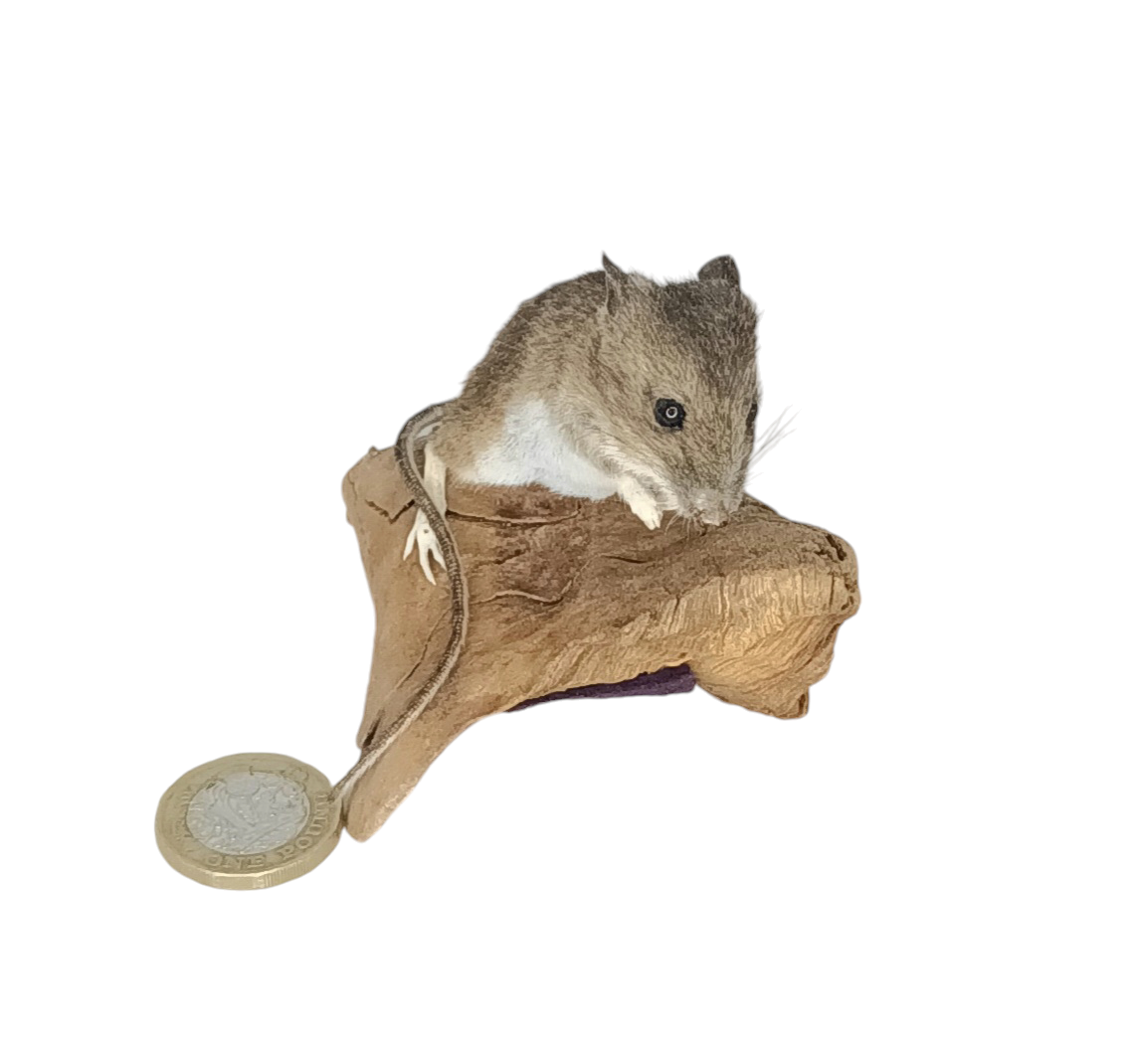 Taxidermy Field Mouse. Log no 70. - Image 2