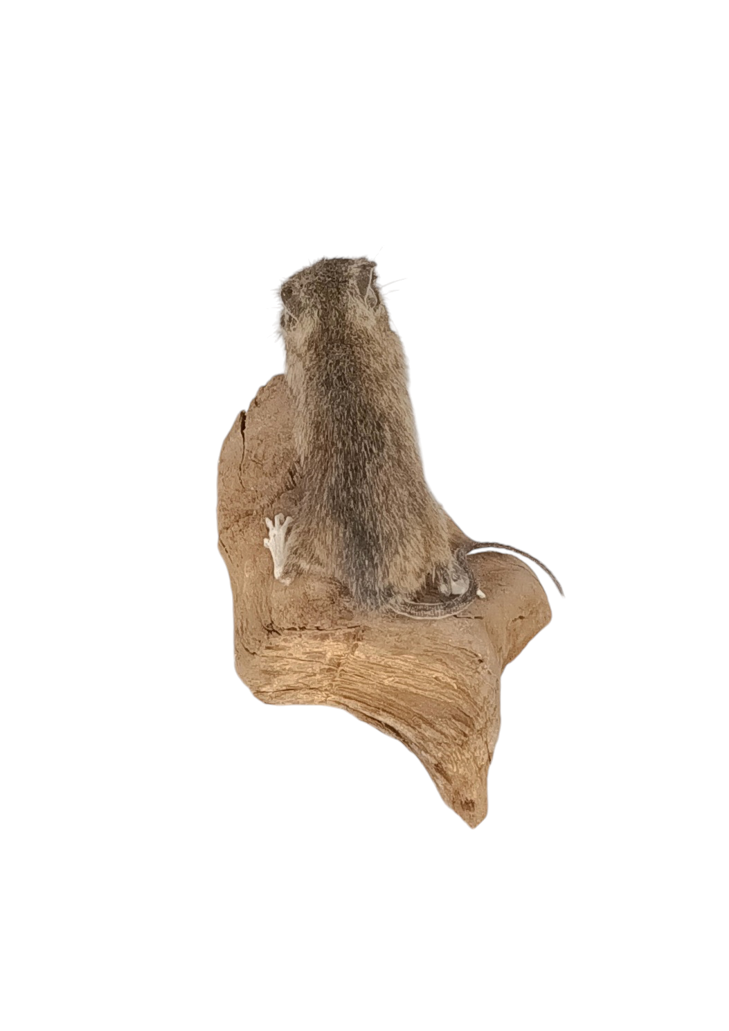 Taxidermy Field Mouse. Log no 70. - Image 4