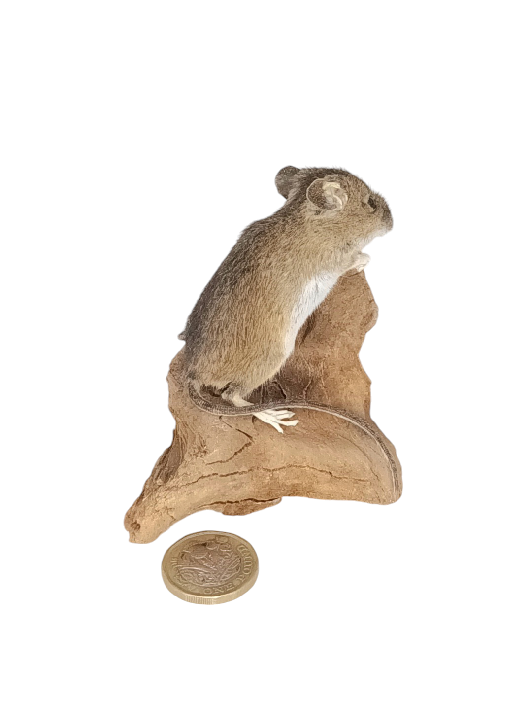Taxidermy Field Mouse. Log no 70. - Image 5