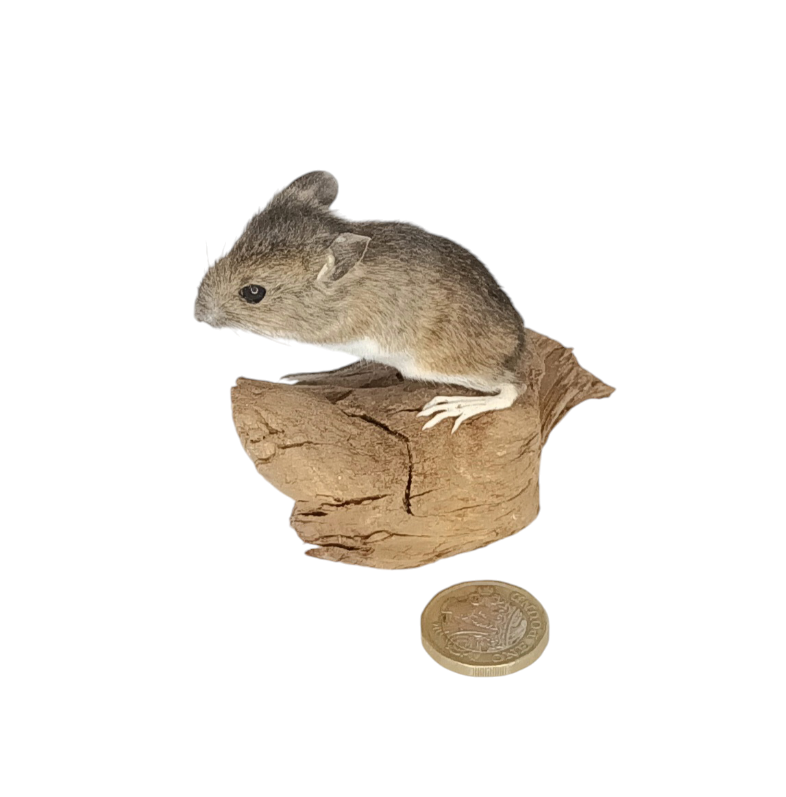 Taxidermy Field Mouse. Log no 70. - Image 3