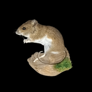Taxidermy Field Mouse. Log no 78.