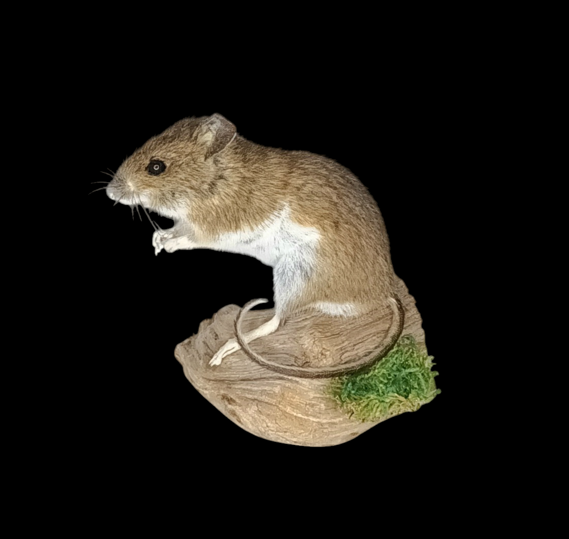 Taxidermy Field Mouse. Log no 78.