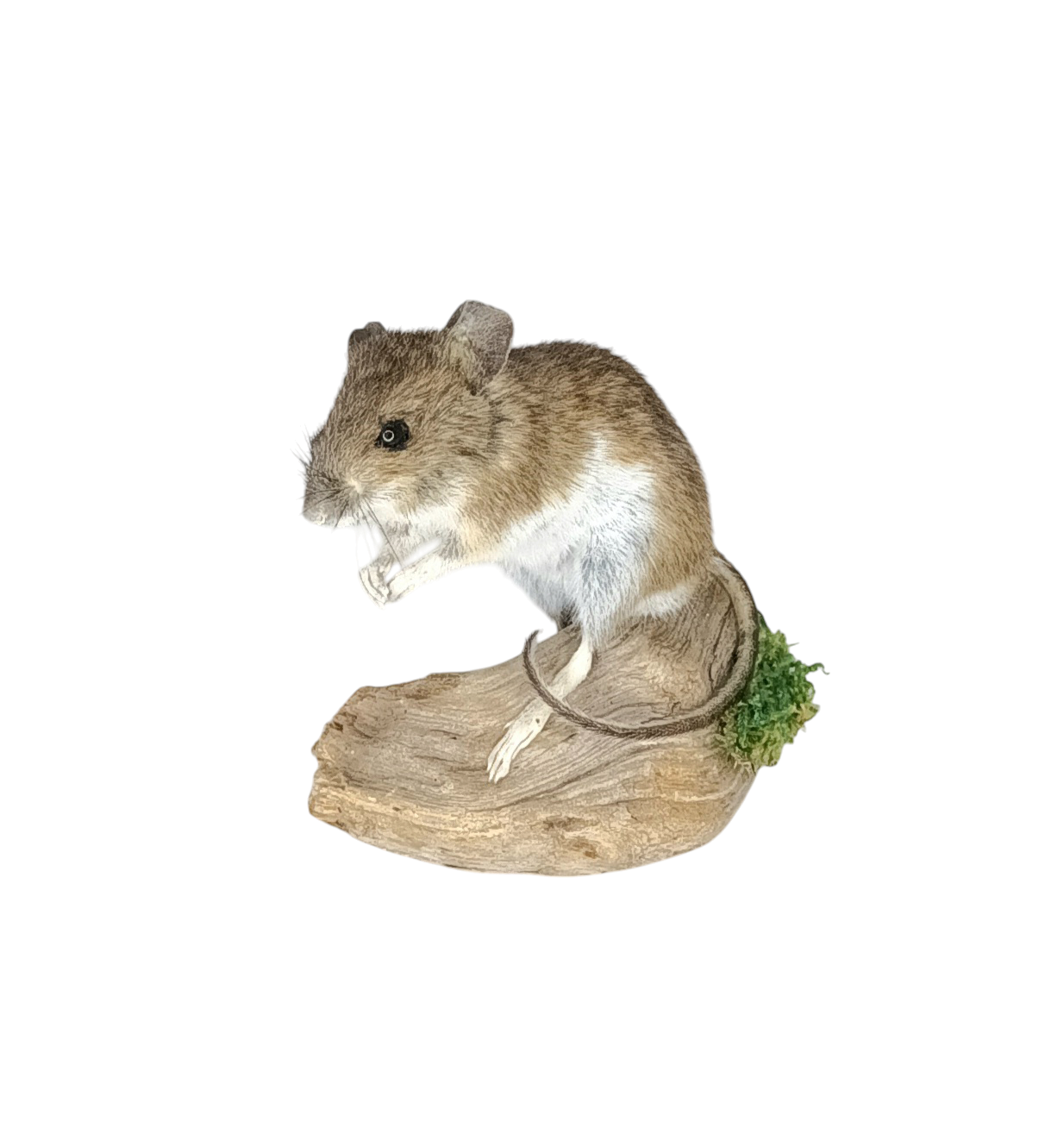Taxidermy Field Mouse. Log no 78. - Image 5