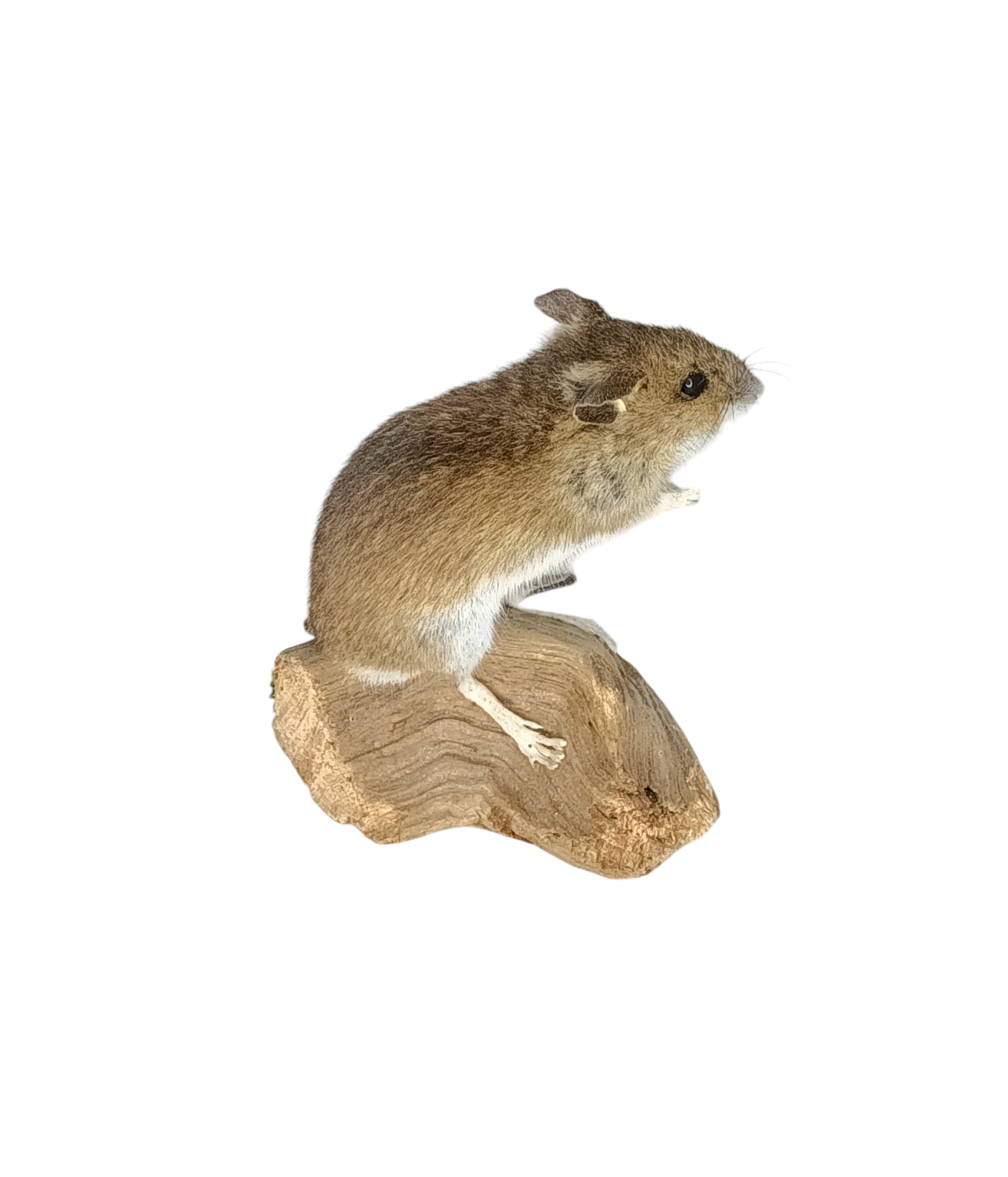 Taxidermy Field Mouse. Log no 78. - Image 3