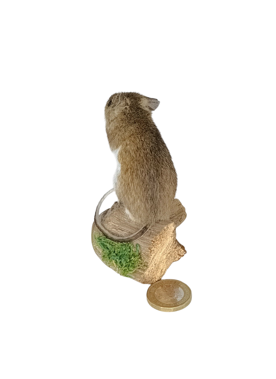 Taxidermy Field Mouse. Log no 78. - Image 2