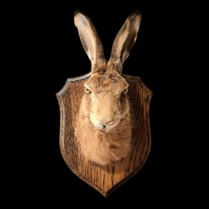 Taxidermy Hare Mask. Log no 221.