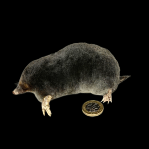 Taxidermy Crawling Mole. Log no 218.