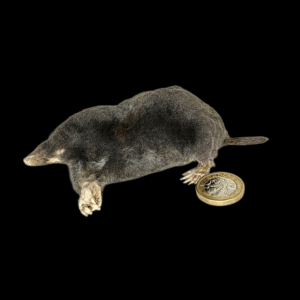 Taxidermy Juvenile Mole. Log no 220.