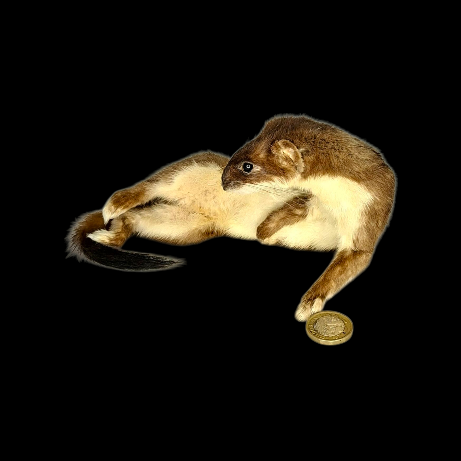 Taxidermy Female Stoat. Log no 209.