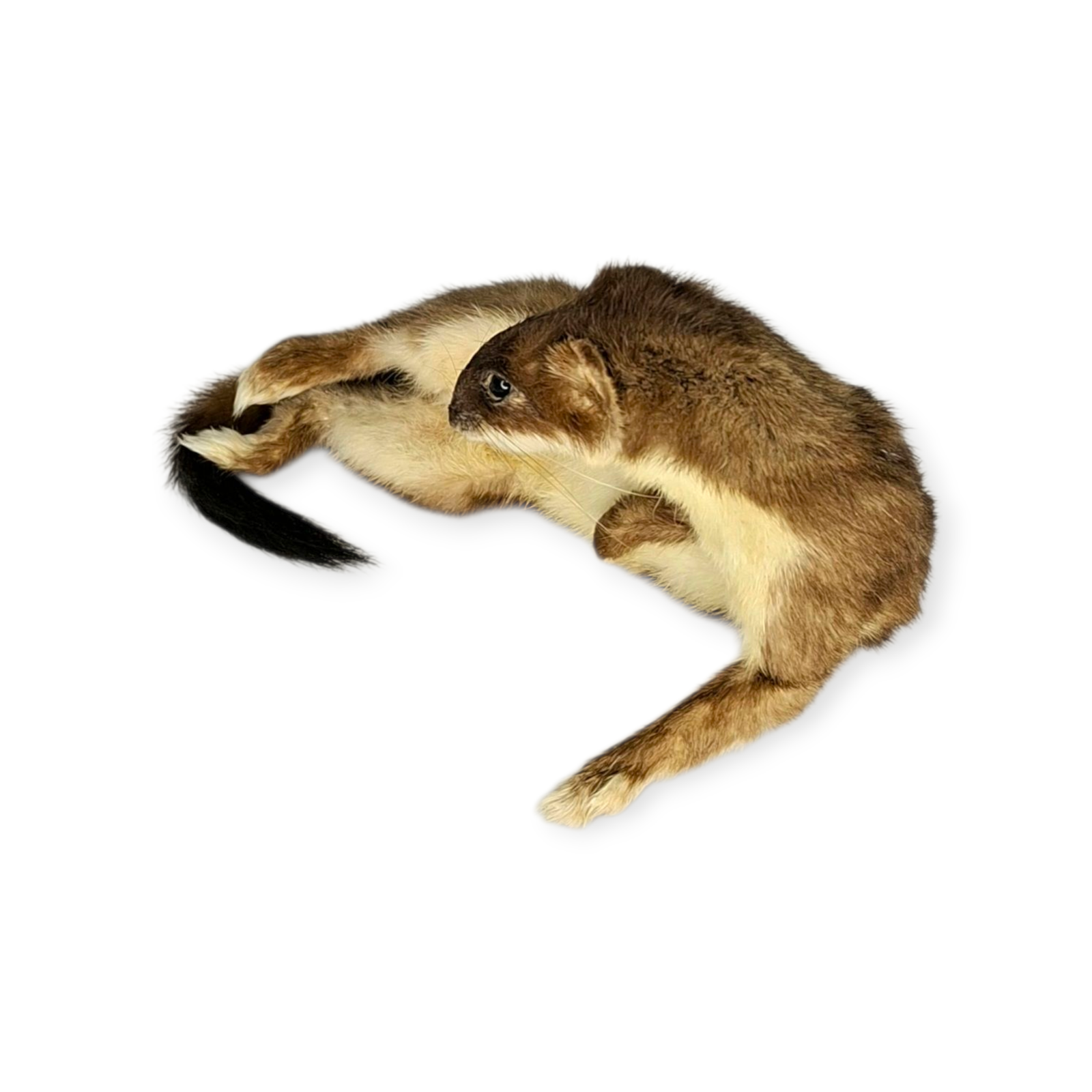Taxidermy Female Stoat. Log no 209. - Image 5