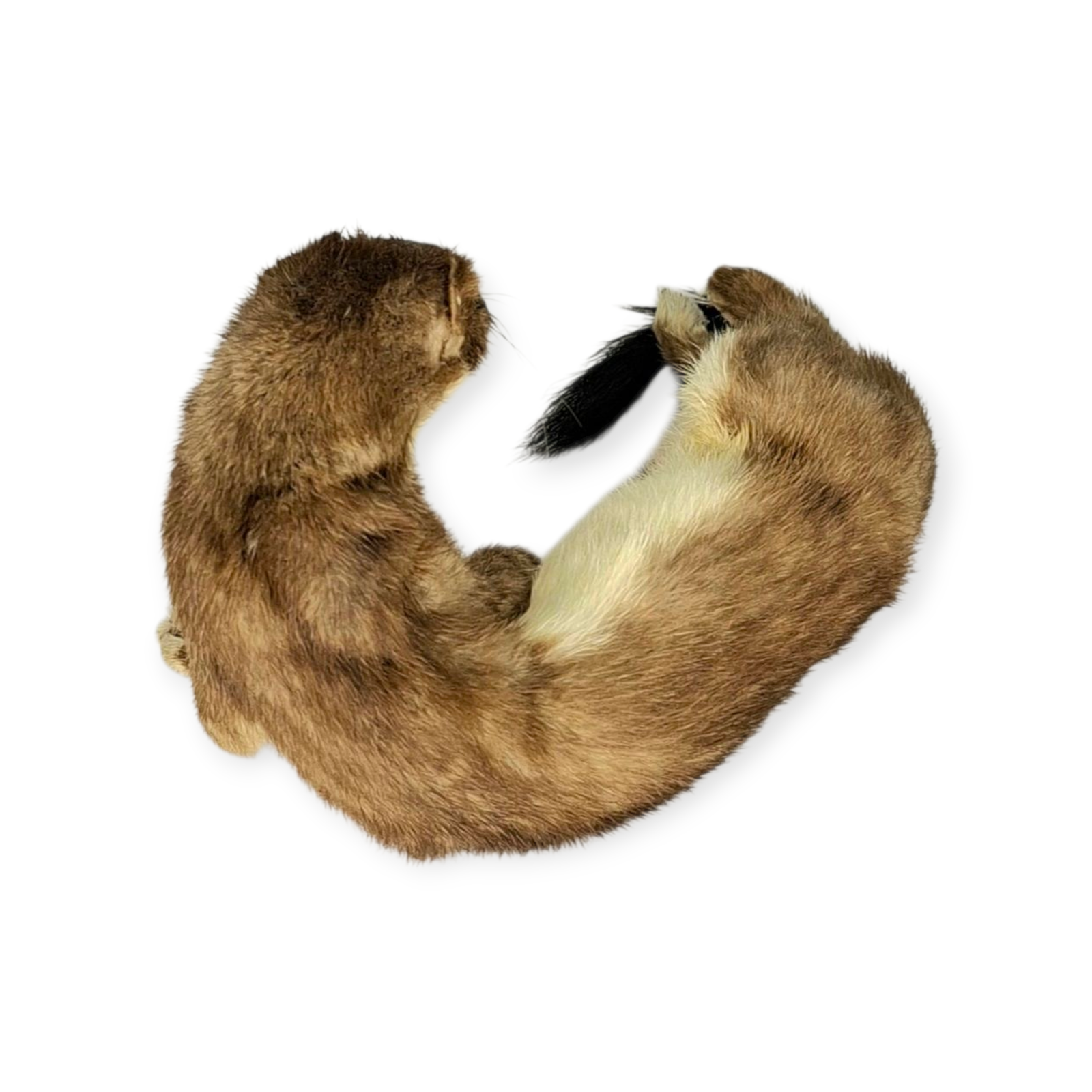 Taxidermy Female Stoat. Log no 209. - Image 4