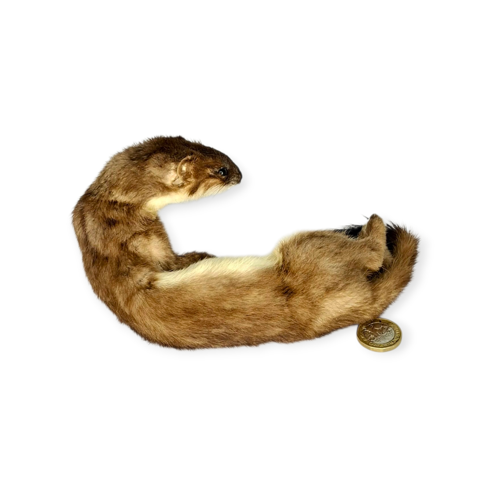 Taxidermy Female Stoat. Log no 209. - Image 3