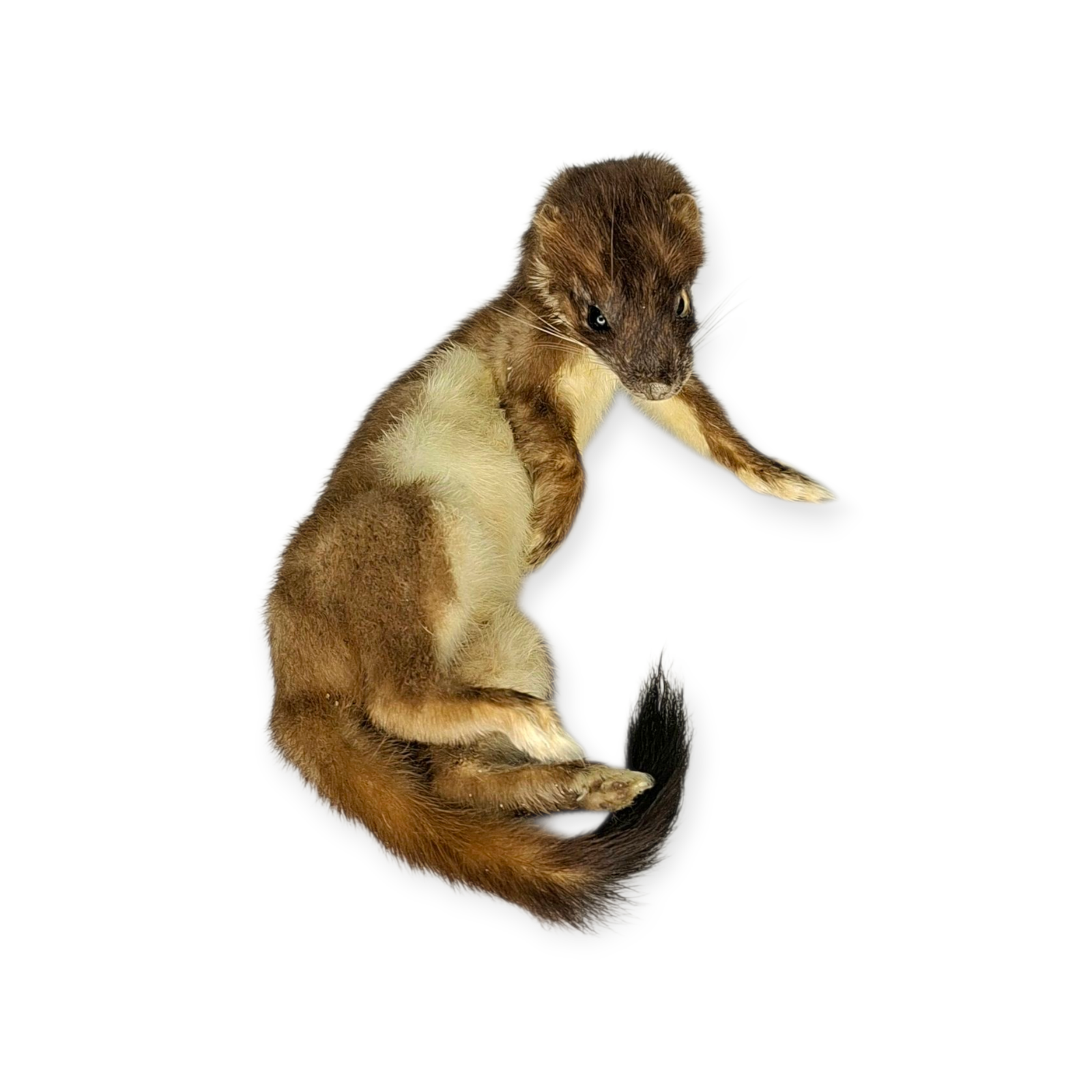 Taxidermy Female Stoat. Log no 209. - Image 2