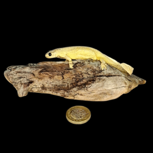 SOLD - Taxidermy Albino Axolotyl. Log no 226.
