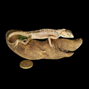 Taxidermy Brown Lizard. Log no 227.