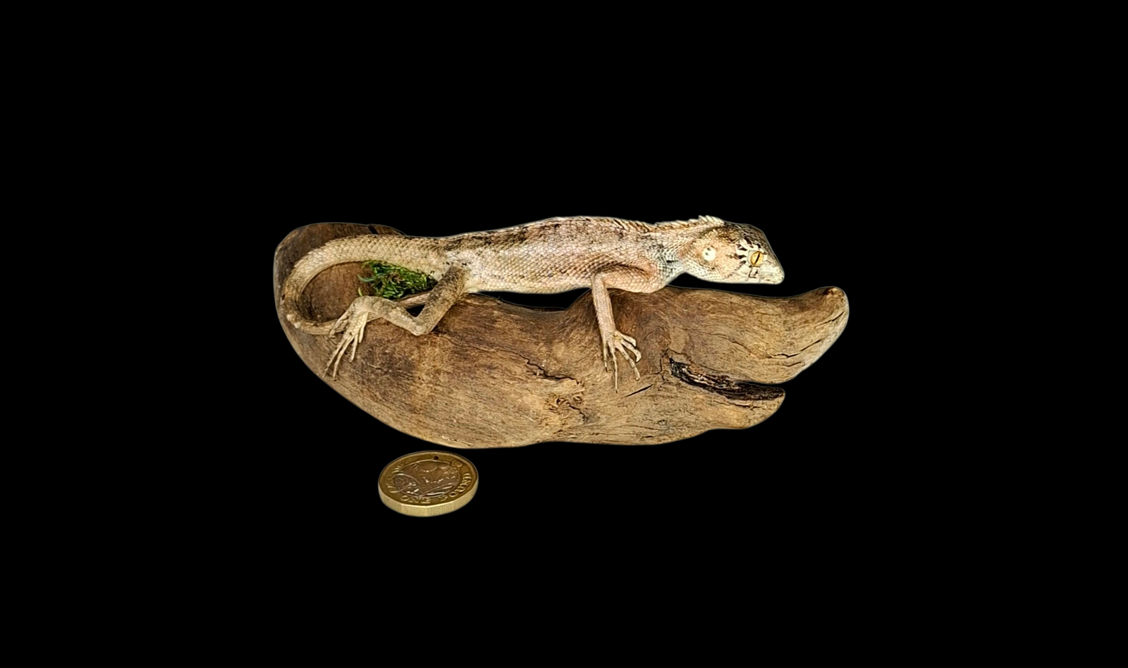 Taxidermy Brown Lizard. Log no 227.