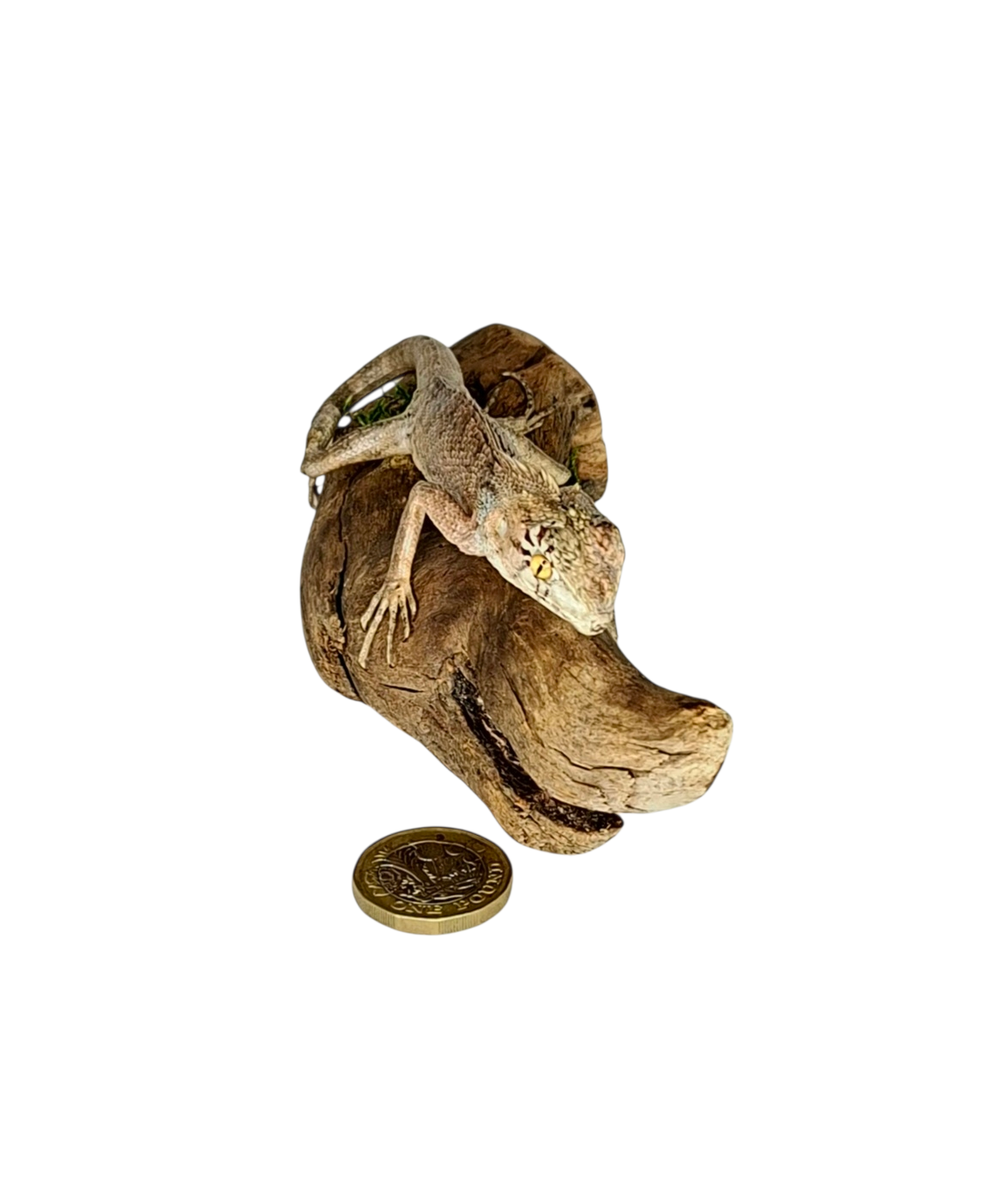 Taxidermy Brown Lizard. Log no 227. - Image 2
