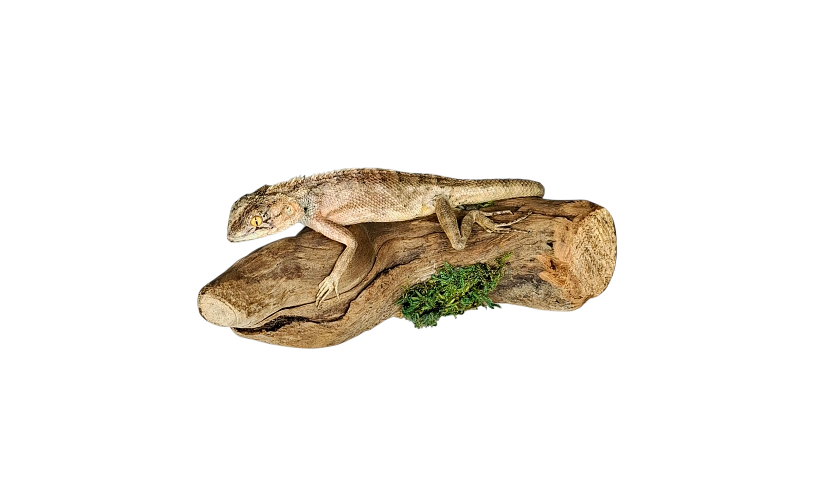 Taxidermy Brown Lizard. Log no 227. - Image 3