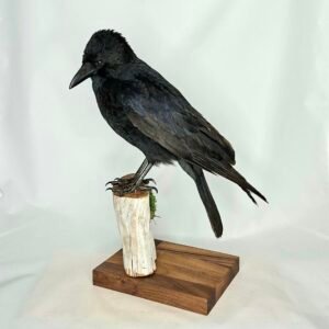 Taxidermy Carrion Crow. Log no 231a.