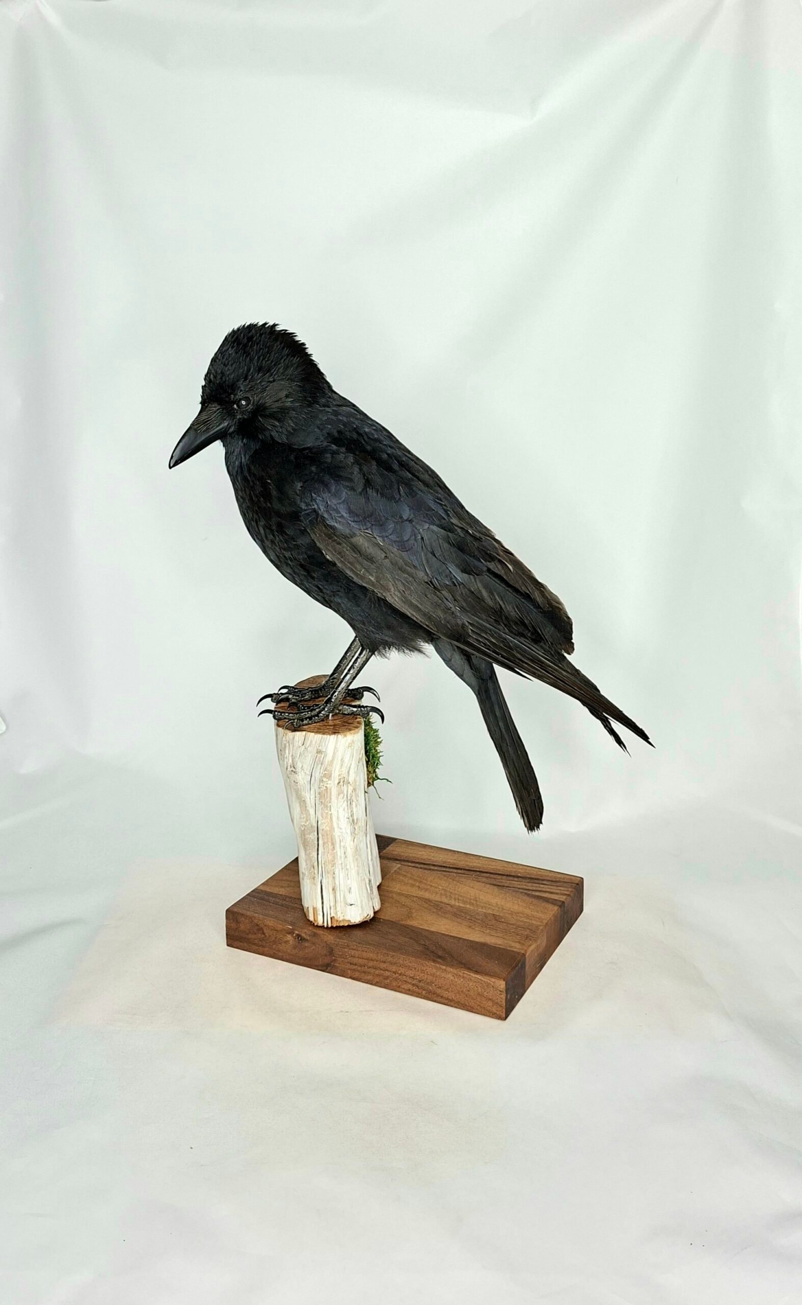 Taxidermy Carrion Crow. Log no 231a.