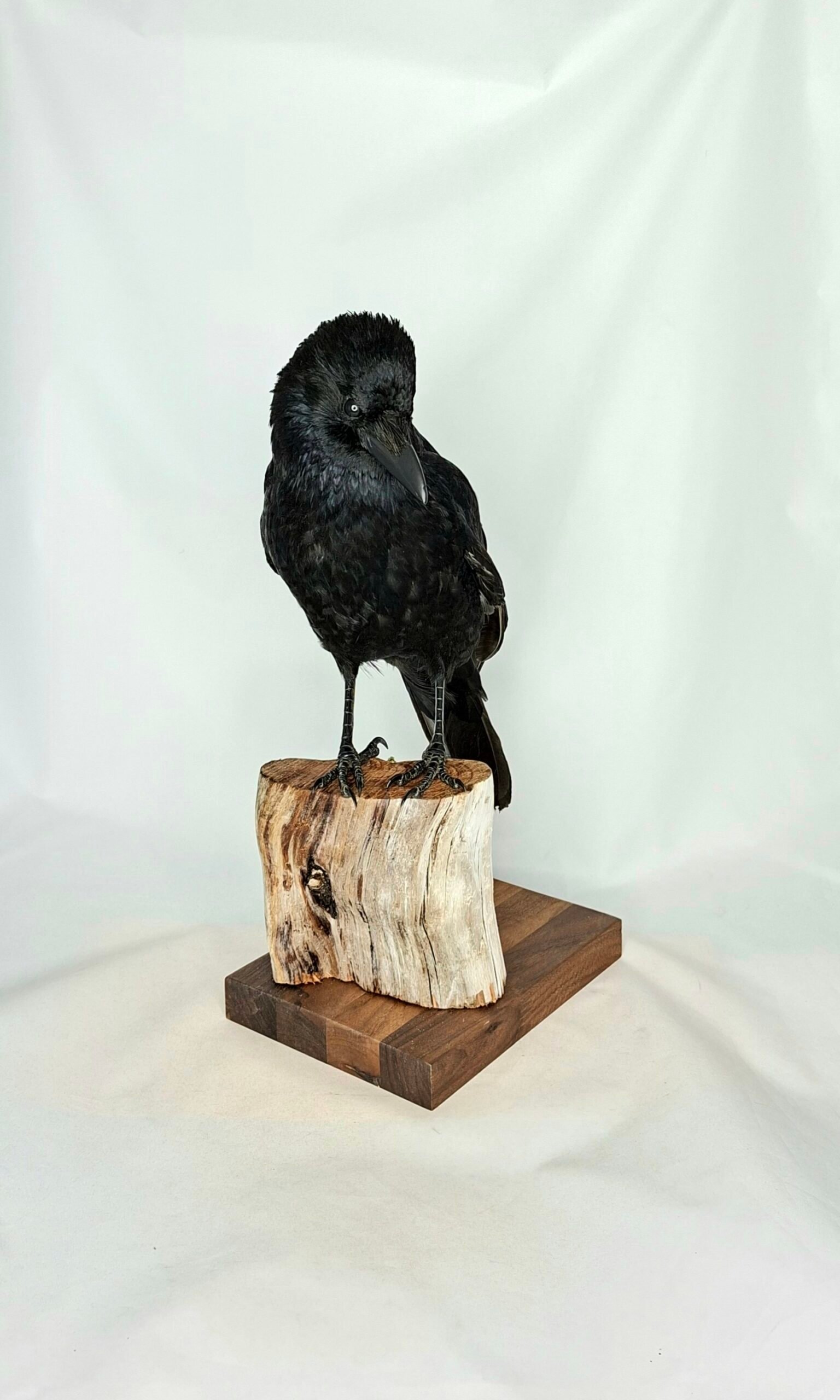 Taxidermy Carrion Crow. Log no 231a. - Image 2